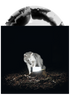 Surveillance